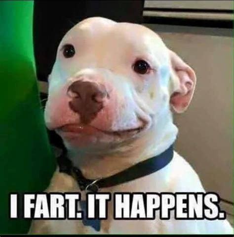 Pin by Elena Swinney on Pittie Love | Funny dogs, Funny animal pictures, Funny animals