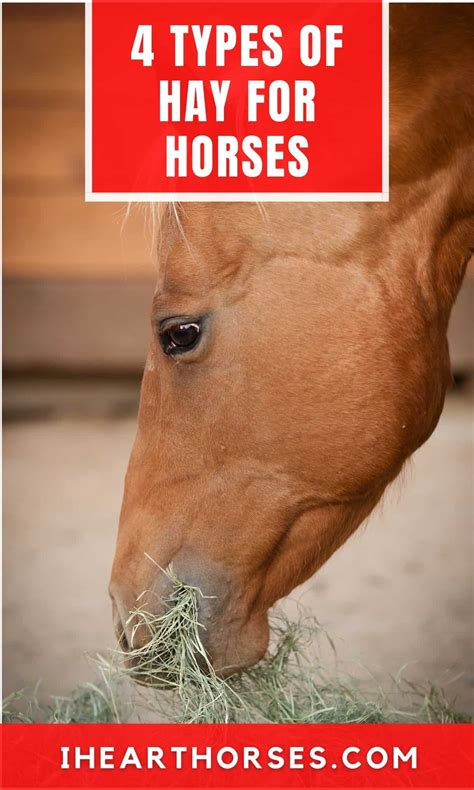 4 Popular Types of Hay Safe For Horses to Eat