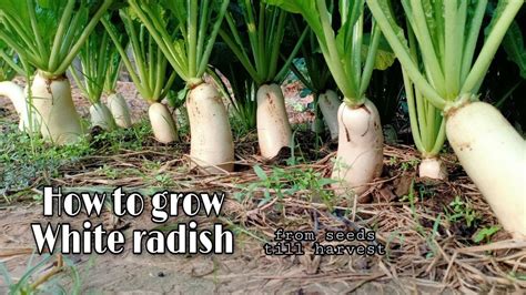 Growing White Radish From Seeds Till Harvest / Easy and Grow well / White Radish by NY SOKHOM ...