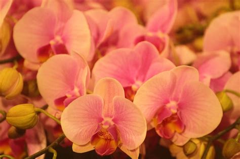 Premium Photo | Phalaenopsis orchid shaped like butterflies