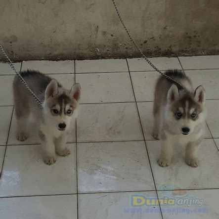 Dunia Anjing | Jual Anjing Siberian Husky - Anak Anjing Husky