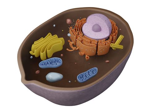 Animal Cell 3d Model Animal Cell Animal Cell Model Project Cell Model - Riset