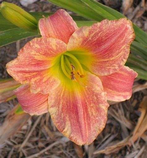 PETAL PUSHER DAYLILIES - SPECKLED TROUT