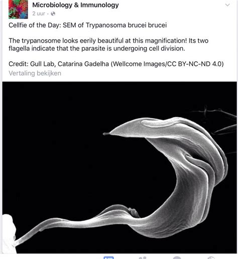 Trypanosoma brucei