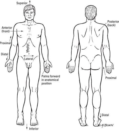 Standard Anatomical Position - dummies