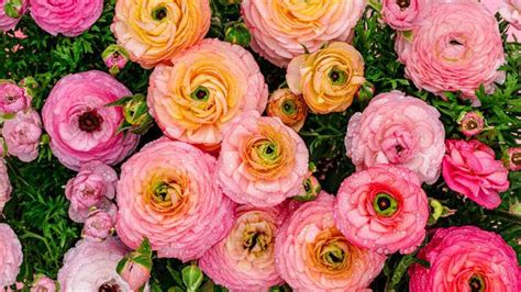 Ranunculus: How to Care and Plant Ranunculus [2023 Guide]