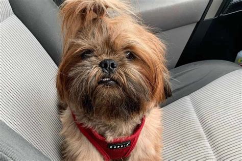 Red Shih Tzu - The Guide To This Unique Shih Tzu Color