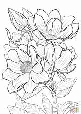 Campbells Magnolia Coloring Page  Free Printable Pages sketch template