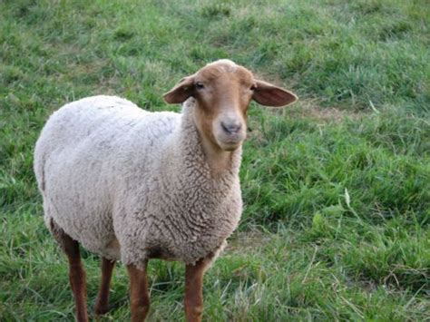 Tunis Sheep | Breezy Meadows Farm - Paul & Jolene Vezzetti | Sheep farm, Sheep breeds, Meadows farms