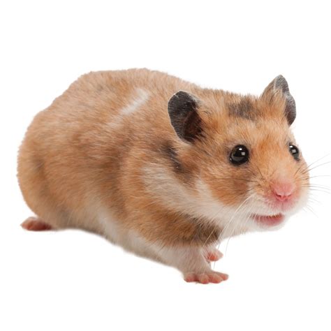 Female Fancy Bear Syrian Hamster For Sale | Live Pet Hamster | PetSmart