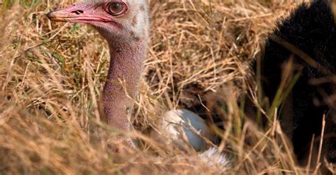 Ostrich Nesting (Behavior, Eggs, Location + FAQs) | Birdfact