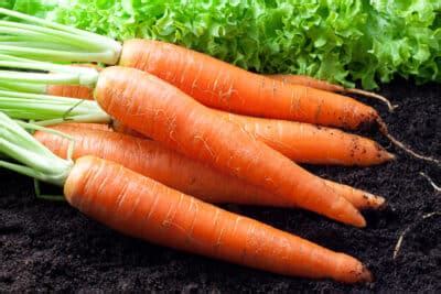 How and When to Harvest Carrots For Taste & Nutrition