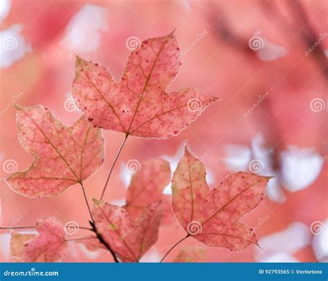 Pink maple leaf on tree. stock image. Image of closeup - 92793565