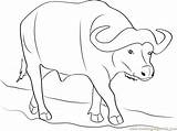 Wild Buffalo Coloring Page  Free Pages sketch template