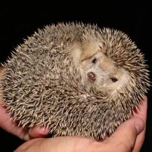 Long-Eared Hedgehog - Facts, Diet, Habitat & Pictures on Animalia.bio