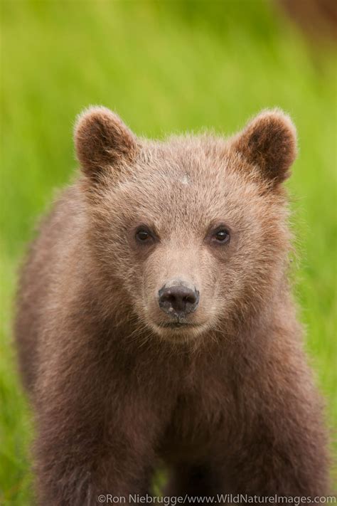 Brown Bear Cub | Lake Clark National Park, Alaska. | Photos by Ron Niebrugge