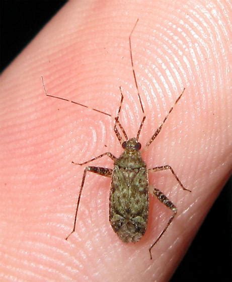 Long-legged bug - Phytocoris - BugGuide.Net