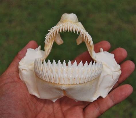 Cookie Cutter Shark Teeth | Shark jaws, Cookie cutter shark, Shark