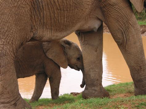 Elephant Herd at the Watering Hole | It had been quite rainy… | Flickr