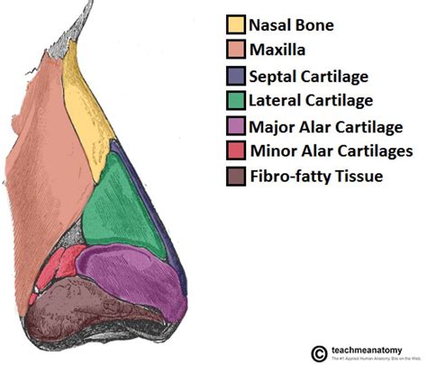 The Nasal Skeleton Bones Cartilage Fractures | Human body anatomy, Nose ...