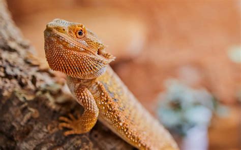 Can Bearded Dragons Have Watermelon? - A-Z Animals