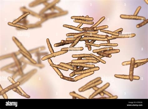 Mycobacterium avium complex hi-res stock photography and images - Alamy