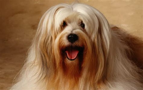 Tibetan Terrier Dog Breed Information & Characteristics