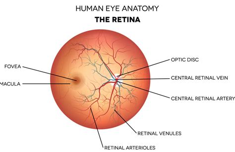 Retinal Vein Occlusion: Understanding Causes, Symptoms, & Treatments