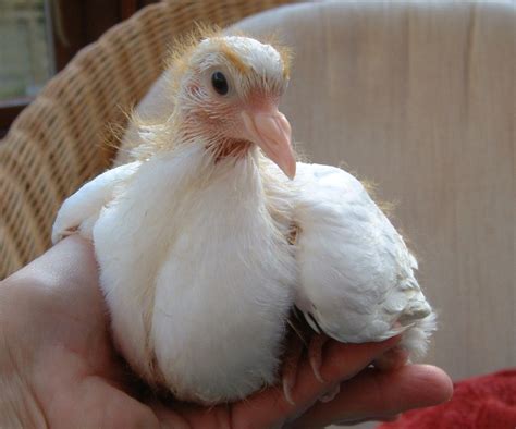 My Doves: R.I.P Jose - and the squabs are ringed and named