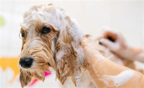 Best Dog Shampoo For Allergies: For Itchy Skin, Oatmeal, Medicated & More