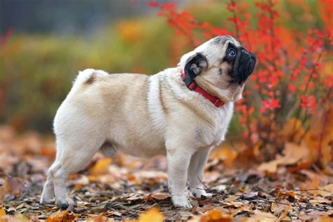 Fawn Pug: Facts, Genetics, Puppy Price & FAQs (With Pictures)