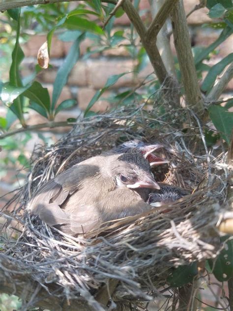 Nightingale At Nest With Insect Prey Stock Photo - Image of nesting, prey: 37482780
