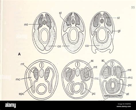 Branchiostoma hi-res stock photography and images - Alamy