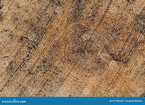 Sawn wood texture stock photo. Image of nature, hardwood - 97100548