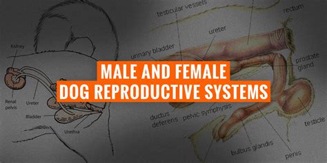 Male & Female Dog Reproductive Systems — Organs and Hormones