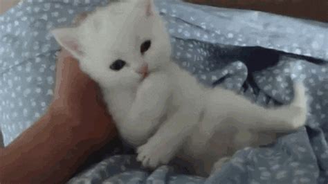 White Kitten GIFs - Find & Share on GIPHY