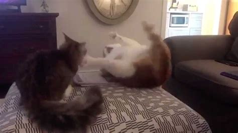 Fat Cat Falls Off Footstool - YouTube