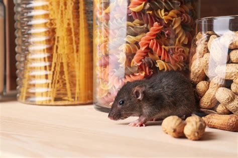 Preventing Pesky Mice and Rodents the Right Way