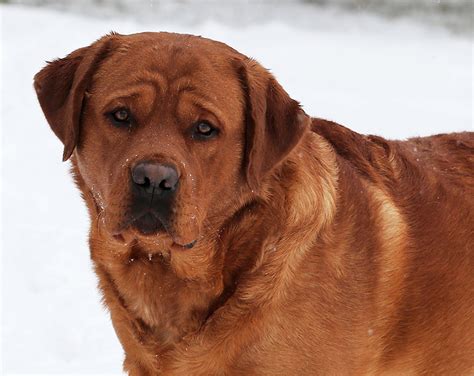 Lariat - Fox Red Labrador Stud Dog – English Labrador Retrievers ...