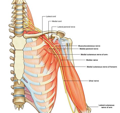 Brevi cenni di anatomia - Il plesso brachiale