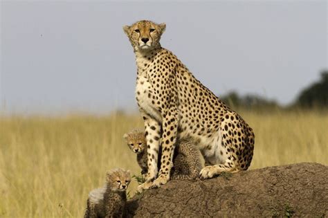 Your Best Shot: Cheetah with cubs poses atop termite mound in Kenya - oregonlive.com