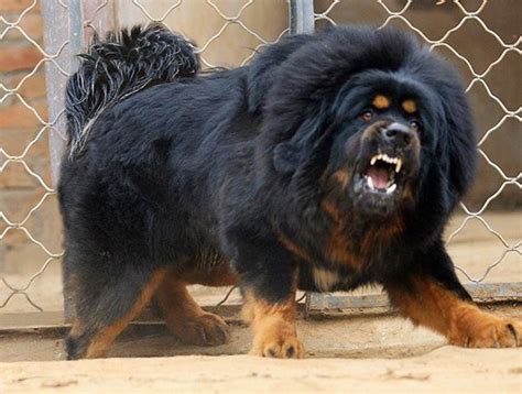 21 Scariest Dog Breeds: Dogs That Make Criminals Think Twice