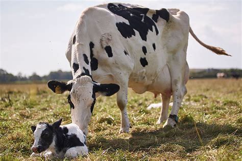 Mejorar la reproducción de las vacas lecheras a través de la nutrición - All About Feed ES ...