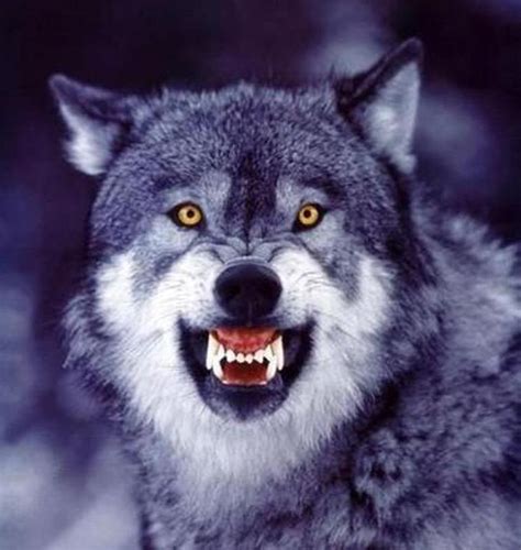 wolves growling, snarling, the hunt, yellow eyes | Magnificent ...