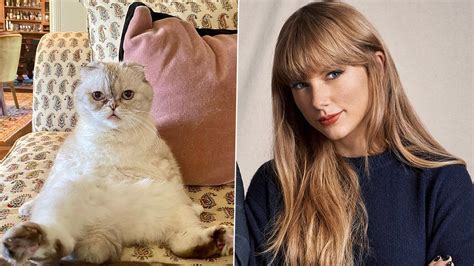 Agency News | Taylor Swift’s Cat Olivia Benson Is the Third Wealthiest Pet Worldwide! Find Out ...