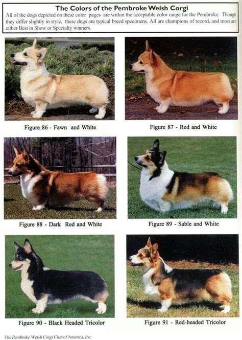 Corgi Facts - NORTH DAKOTA CORGIS