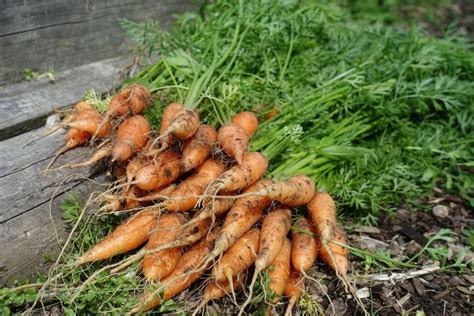 My Favorite 6 Vegetables for Raised Beds – Sara's Kitchen Garden