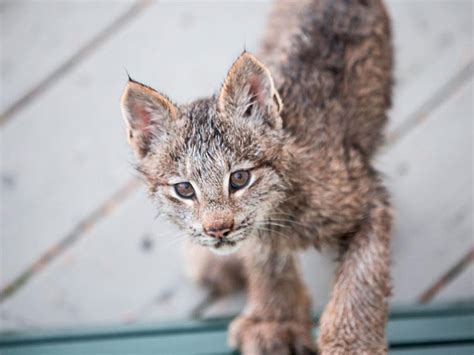 Photographer Wakes Up to Lynx Mama and Her Cubs Playing on His Deck