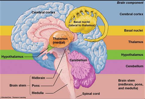 Associate Degree Nursing Physiology Review | Brain anatomy, Brain structure, Physiology