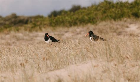 Seven Mile Beach National Park | Learn more | NSW National Parks